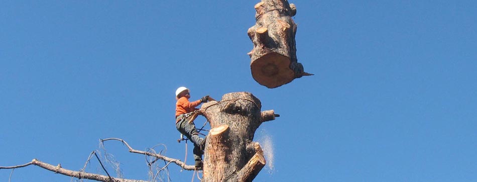 Tree Service Leads